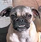 Photo of Hansel