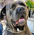 Photo of Harry Boy big Lapdog