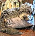 Photo of Bear