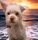 Photo of Harvey