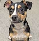 Photo of Clementine