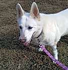 Photo of Sheeba 6400