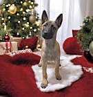 Photo of Dutchess