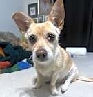 Photo of Piper