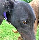 Photo of Buster