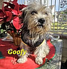 Photo of Goofy