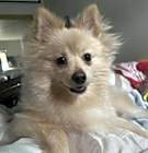 Photo of Snowball