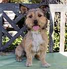 Photo of Baxter Boo