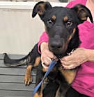 Photo of STAR