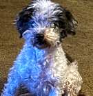 Photo of Oreo