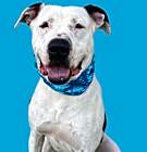 Photo of Rudy Patootie-ADOPT Me!