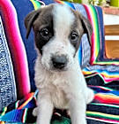 Photo of Mustang