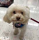 Photo of Muppet
