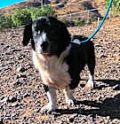 Photo of Ichabod