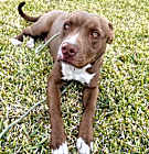 Photo of BRUNO cat and dog friendly