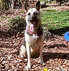 Photo of Raven 6524