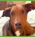 Photo of Penny