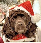 Photo of Hershey