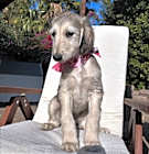 Photo of Peggy Sue