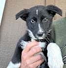 Photo of Poppy
