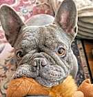 Photo of Hazel the Hilarious