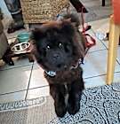 Photo of Minkie