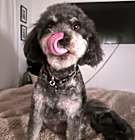 Photo of Barney