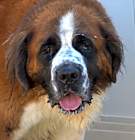 Photo of Sully