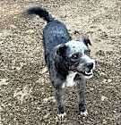 Photo of Curly