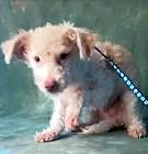 Photo of Hey Fuzzy
