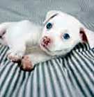 Photo of Pimper