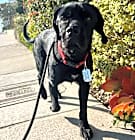 Photo of Barnabus