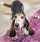 Photo of Rambo