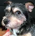 Photo of Rufus is very sweet