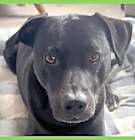 Photo of Tucker