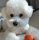 Photo of Roy (D)