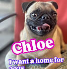 Photo of Chloe