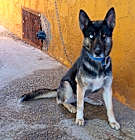 Photo of Suki