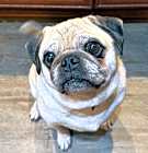Photo of Mugzy
