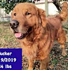 Photo of Tucker