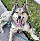 Photo of Whisky