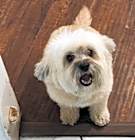 Photo of Coco