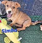 Photo of Simba