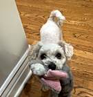Photo of Snowball