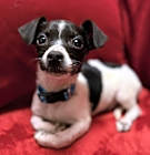 Photo of Rustin