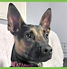 Photo of Scooby