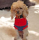 Photo of Louie
