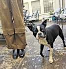 Photo of Wishbone