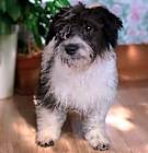 Photo of Tucker