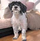 Photo of Cookie